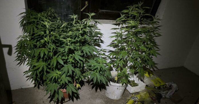 marihuana
